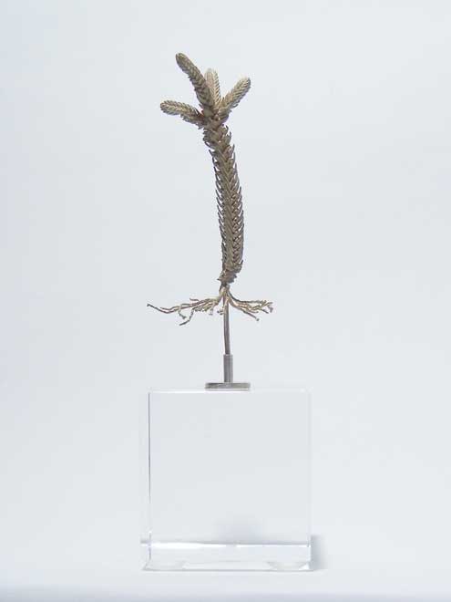 Nic Bladen-Crassula pyramidalis ()