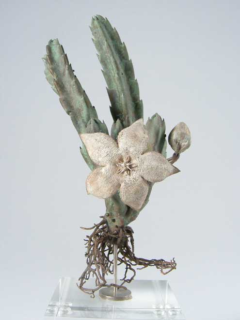Nic Bladen-Stapelia grandiflora