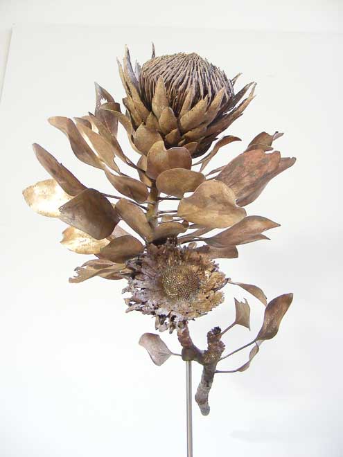 Nic Bladen-Protea cynaroides ()