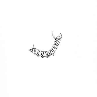 Jane-Eppel,-Insect-IV
