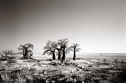 Kubu Islan-Botswana (SA-31)
