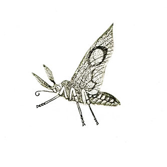 Jane-Eppel,-Insect