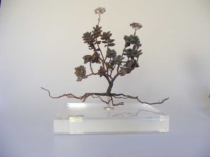 Nic Bladen-Crassula rupestris (sosatiebos)3